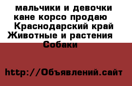 мальчики и девочки кане корсо продаю - Краснодарский край Животные и растения » Собаки   